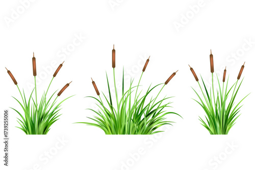 Grass reed vector illustrations on white background. Tall cattail on wetland. Bulrush with long green leaves. Coastal summer aquatic plants on swamp