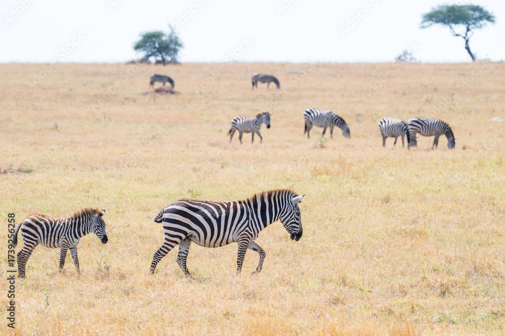 Obraz premium A herd of Zebras in the vast grasslands of the Serengeti, Africa. A baby follows its mother in the foreground