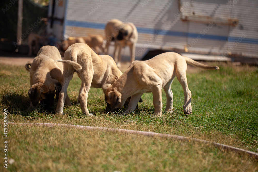 Obraz premium Aksaray Malaklı (Anatolian Mastiff) puppies playing and exploring on grass, showing early development and natural behavior of this traditional Turkish livestock guardian dog breed.