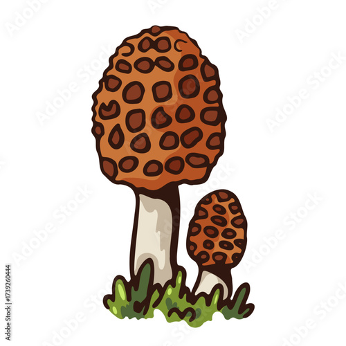 Illustration of two morel mushrooms growing in grass against a white background