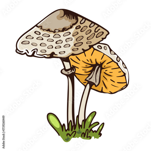 Illustration of two colorful mushrooms growing in the grass