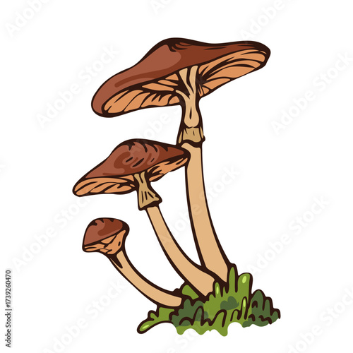 Illustration of brown mushrooms growing in a cluster