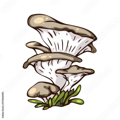 Oyster Mushroom Cluster Illustration For Fresh Food, Nature