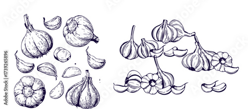 Hand drawn garlic bulb and vegetable slices