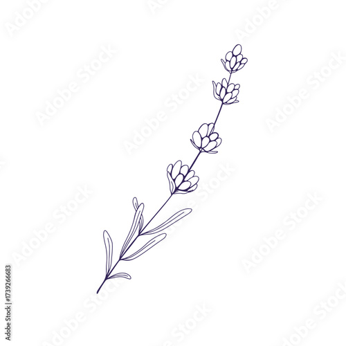 Lavender flower stem, outline contour drawing. Lavanda, French Provence bloom...