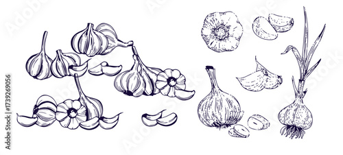 Hand drawn garlic bulb and vegetable slices