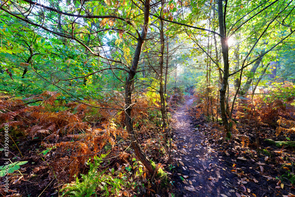 Naklejka premium Denecourt path 14 in the Cassepot Rock. Fontainebleau forest
