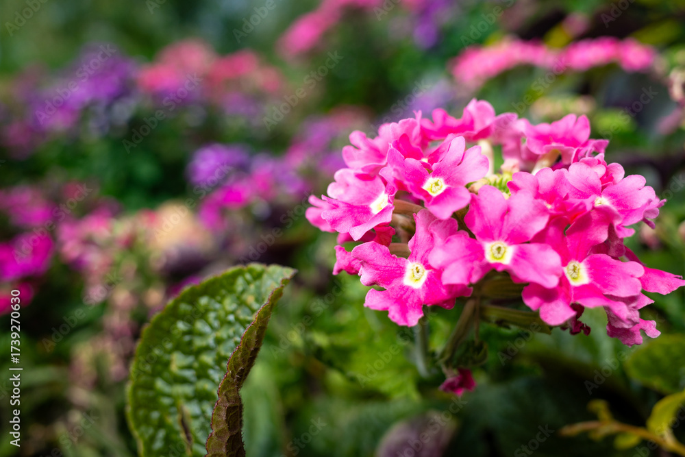 Obraz premium close-up view of pink flowers in a garden, with green leaves in the background.