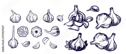 Hand drawn garlic bulb and vegetable slices