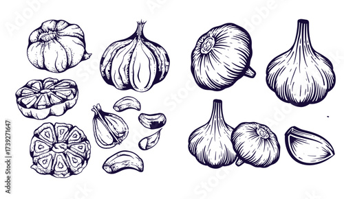 Hand drawn garlic bulb and vegetable slices
