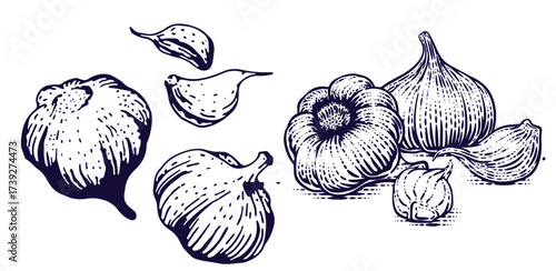 Hand drawn garlic bulb and vegetable slices