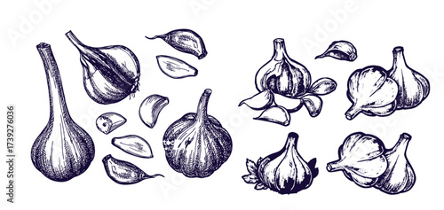 Hand drawn garlic bulb and vegetable slices