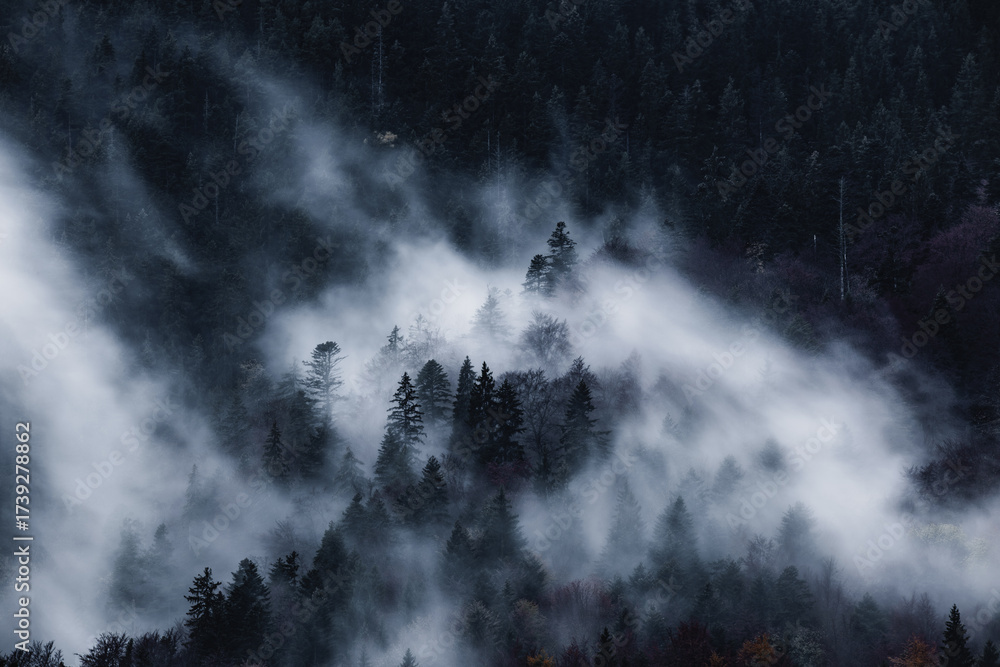 Fototapeta premium Dark and spooky pine forest with moving white fog.
