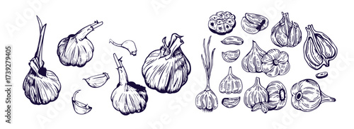 Hand drawn garlic bulb and vegetable slices