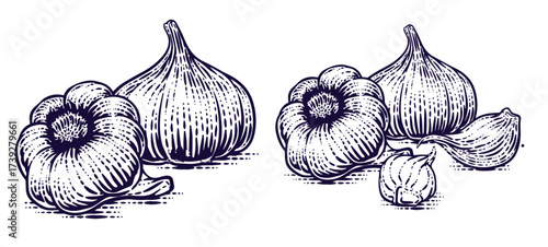 Hand drawn garlic bulb and vegetable slices