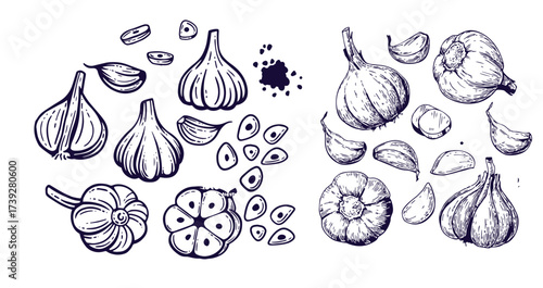 Hand drawn garlic bulb and vegetable slices