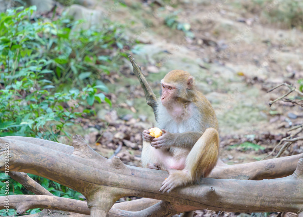 Fototapeta premium Wild monkeys in the mountains and forests