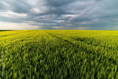 Green wheat field under dramatic cloudy sky