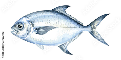 Watercolor Illustration of Fresh Pomfret Fish