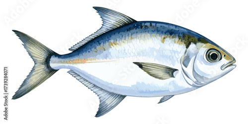 Watercolor Illustration of Fresh Pomfret Fish