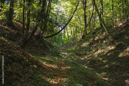 The natural landscape of loess gullies in a forest in Poland