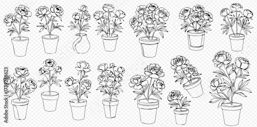 Hand-drawn line art illustrations of ranunculus flowers in pots and vases, a collection of botanical sketches on a transparent background.