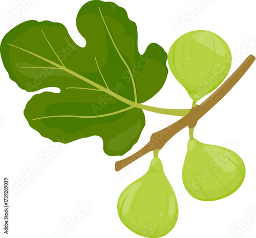 Fig tree branch. Figs, sweet fresh edible fruit of the fig tree. Green-skinned fruit growing on a branch. Ripe green juicy fig fruits and leaf. Vector illustration