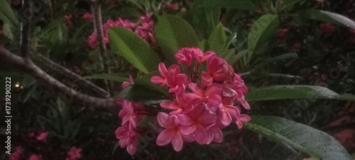 Wallpaper Mural pink and white flower  Torontodigital.ca