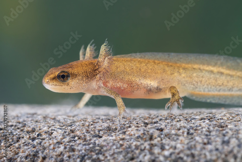 A newt larva at the bottom of a mountain stream