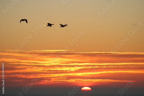 geese flying during sunrise