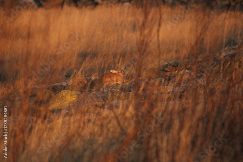 rabbit watching sunrise
