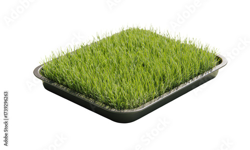 Freshly Grown Grass in a Tray Under Sunlight