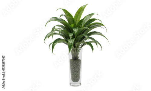 Green Houseplant in Clear Glass Vase