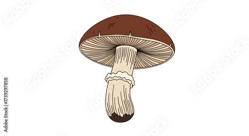 A detailed illustration of a brown capped mushroom showing its gills and stem.