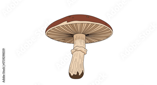 A large brown mushroom with a thick stem stands tall on a white background.