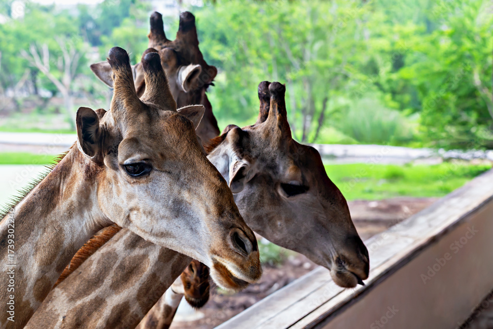 Naklejka premium Safari. Giraffe. Three giraffes with distinctive patterns are curiously peering over wooden barrier in vibrant safari setting, surrounded by lush greenery and natural habitat elements