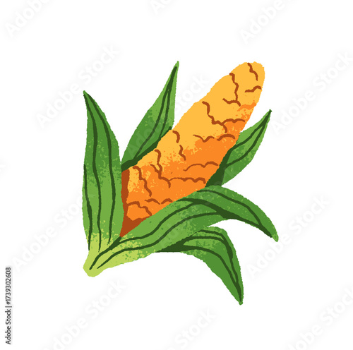 Ear of corn icon. Maize cob with natural grains. Organic vegetable, agriculture crop, healthy farm food for eating. Farmers harvest. Flat isolated hand drawn vector illustration on white background