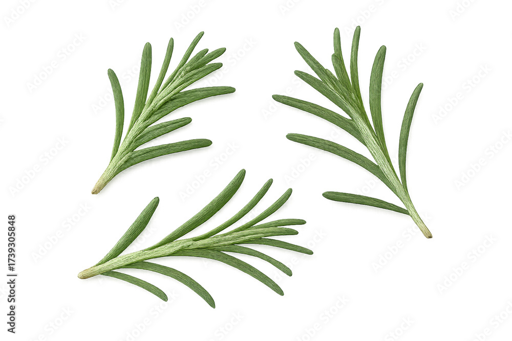 Fototapeta premium fresh rosemary leaves on a white transparent background PNG