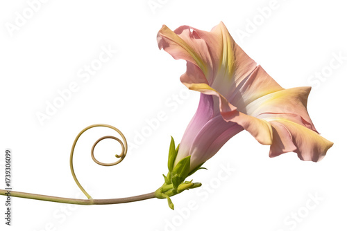 Delicate pink and peach morning glory flower with curly stem isolated on transparent background