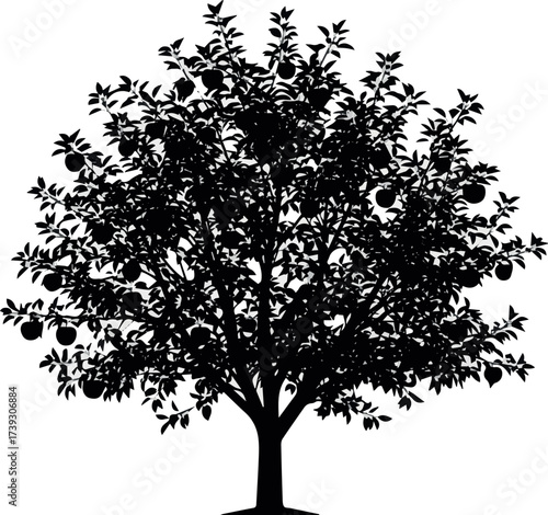 Apple tree silhouette. This image shows a black silhouette of an apple tree with multiple apples, branches, and detailed foliage. Vector clipart illustration design.
