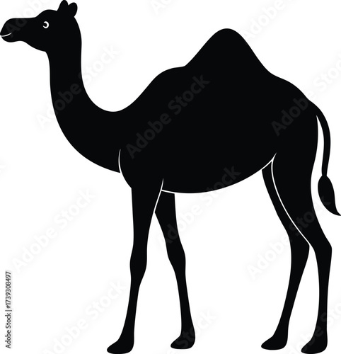 Desert and beach wildlife nature scene showing a camel or dromedary animal on the sand dune or beach