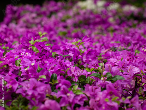 Photos Stunning Pink Bougainvillea Carpet - Dense Flowering Plant Coverage in Tropical Landscape Design