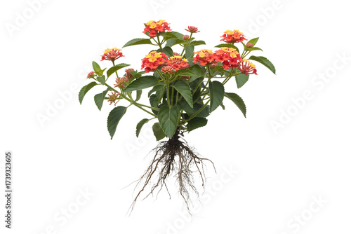 Vibrant lantana plant with detailed roots isolated on transparent background