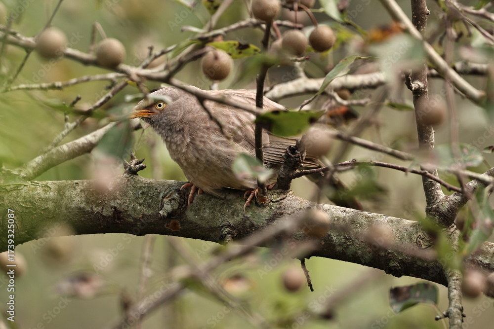 Fototapeta premium Birds 