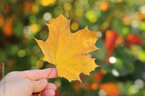 A woman's hand holds a bright orange maple leaf on a natural blurred background