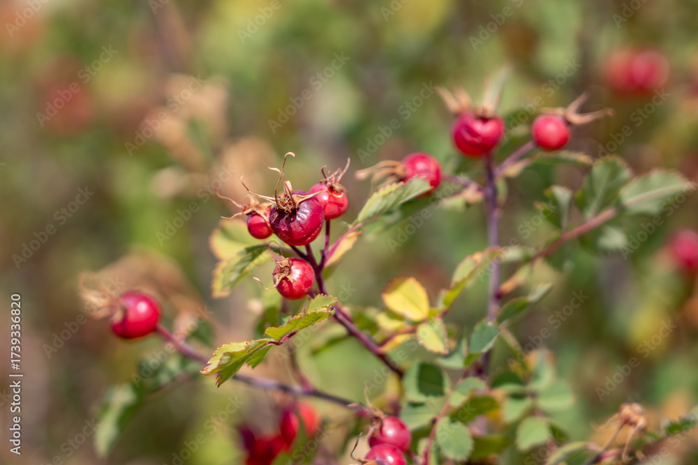 Fototapeta premium Rosa woodsii is a species of wild rose. Woods' rose, interior rose, common wild rose. U.S. Route 14 or U.S. Highway 14 (US 14). Yellowstone National Park, Wyoming