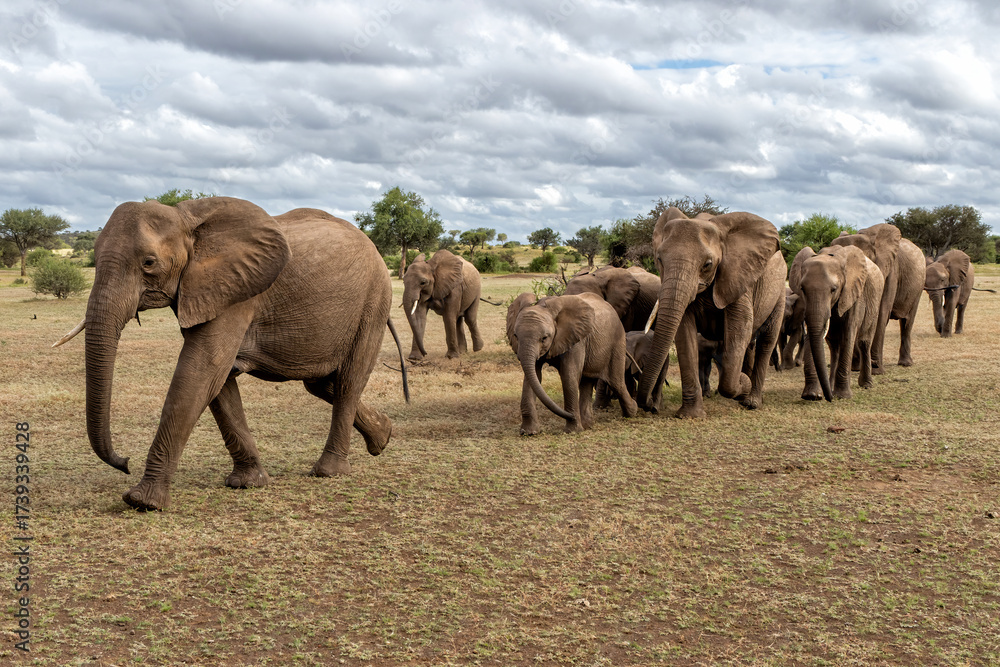 Fototapeta premium Elephant herd hanging around in a Game Reserve in the Tuli Block in Botswana.