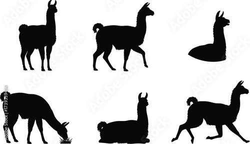 Llama Silhouette Vector Set Featuring Standing, Sitting, Grazing, Walking and Running Poses for Farm Animal, Wildlife and Nature Themes