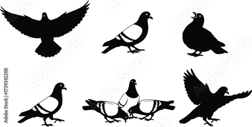 Set of six pigeon silhouettes in flight and standing poses, urban bird vector icons for wildlife, nature, and city themes