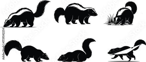 Skunk cartoon vector set with cute poses, wildlife animal illustrations, black and white furry creatures for educational and commercial use